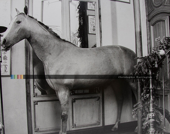 Horse, Deyrolle, Paris 6.5