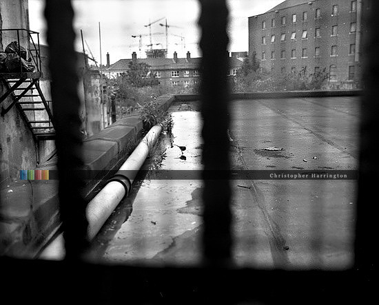 Bird on Roof, the Liberties, Dublin, Ireland, 2004